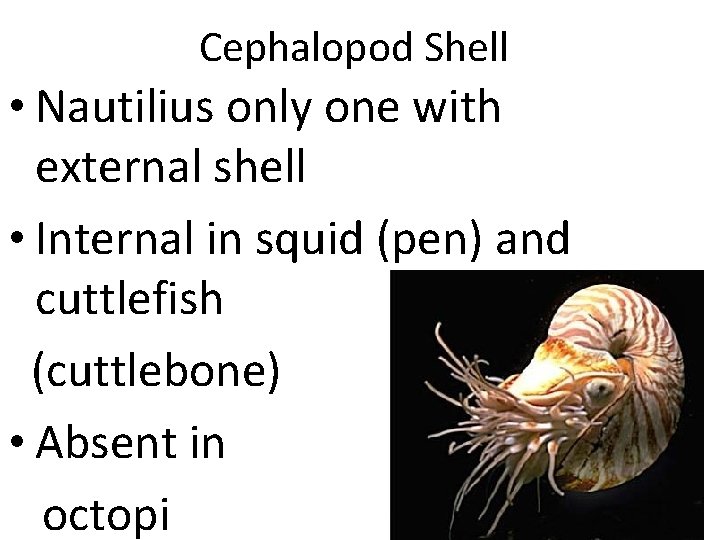 Cephalopod Shell • Nautilius only one with external shell • Internal in squid (pen)