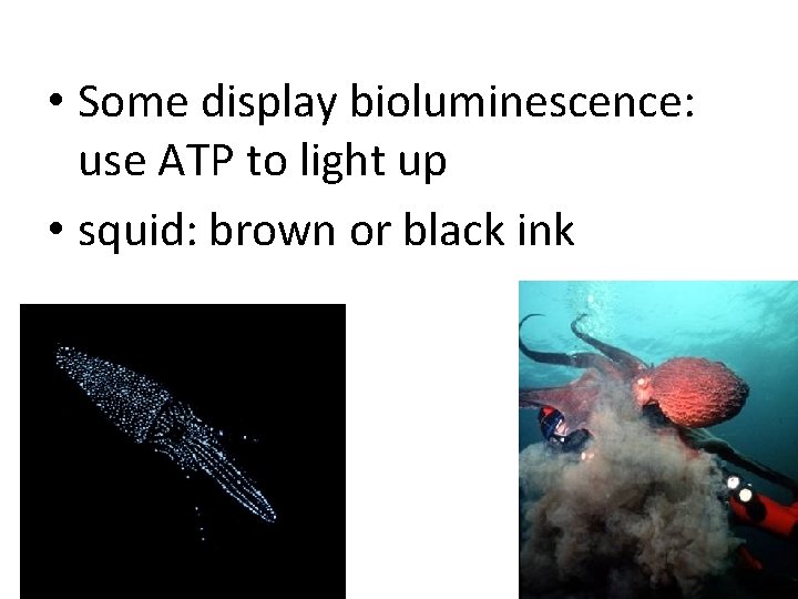  • Some display bioluminescence: use ATP to light up • squid: brown or