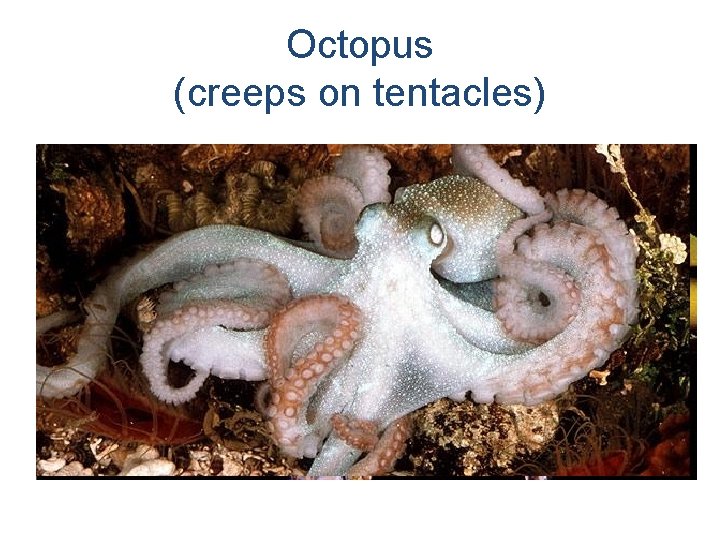 Octopus (creeps on tentacles) 