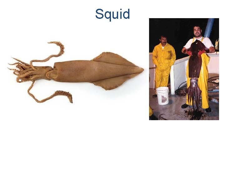 Squid 