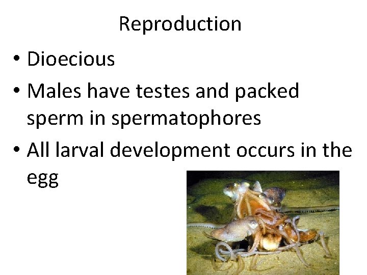 Reproduction • Dioecious • Males have testes and packed sperm in spermatophores • All