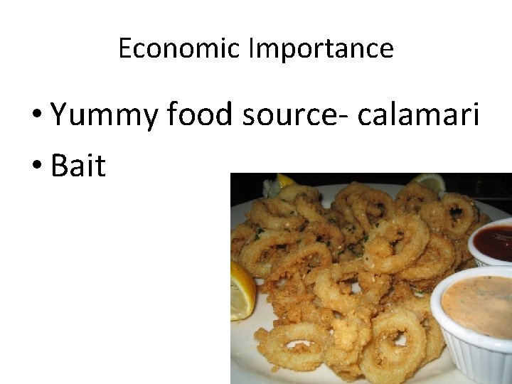 Economic Importance • Yummy food source- calamari • Bait 