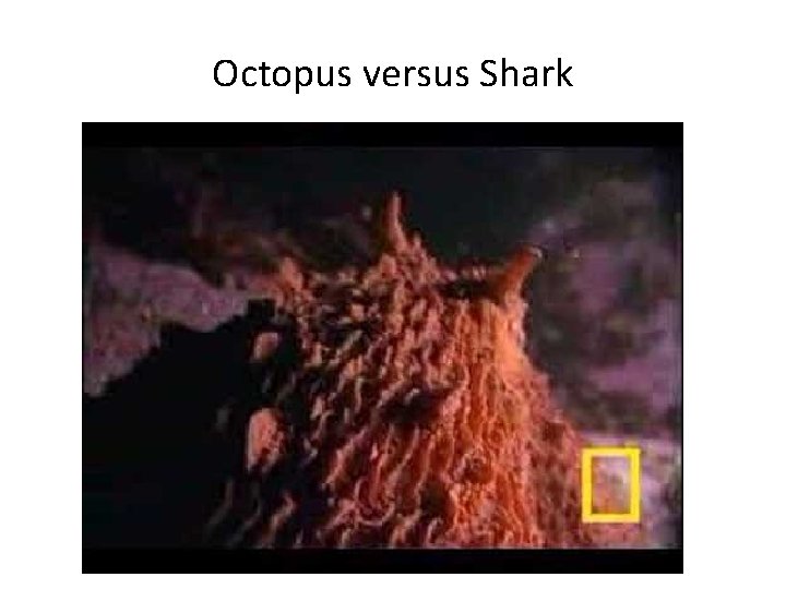 Octopus versus Shark 