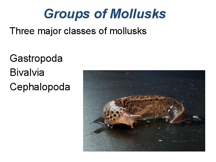 Groups of Mollusks Three major classes of mollusks Gastropoda Bivalvia Cephalopoda 