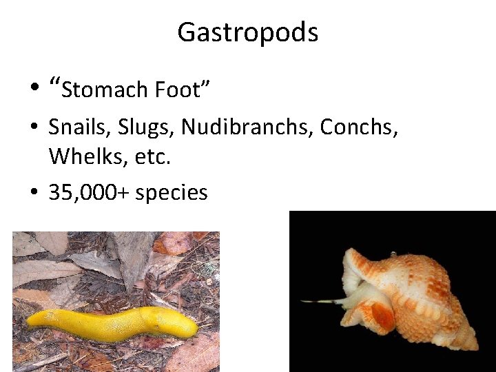 Gastropods • “Stomach Foot” • Snails, Slugs, Nudibranchs, Conchs, Whelks, etc. • 35, 000+