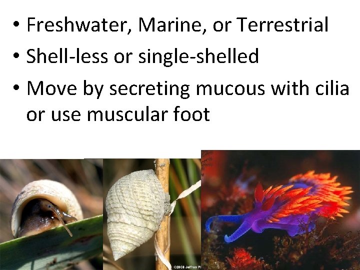  • Freshwater, Marine, or Terrestrial • Shell-less or single-shelled • Move by secreting