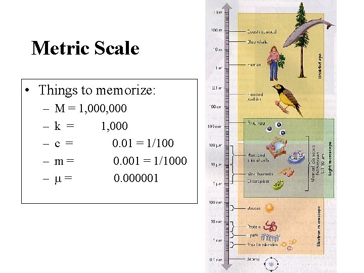 Metric Scale • Things to memorize: – – – M = 1, 000 k Metric Scale • Things to memorize: – – – M = 1, 000 k