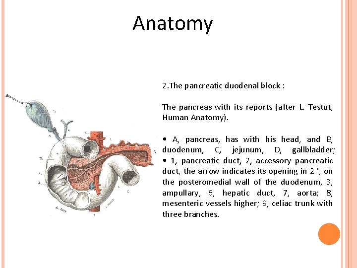 Anatomy 2. The pancreatic duodenal block : The pancreas with its reports (after L.