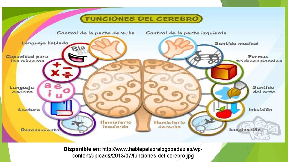 Disponible en: http: //www. hablapalabralogopedas. es/wpcontent/uploads/2013/07/funciones-del-cerebro. jpg 