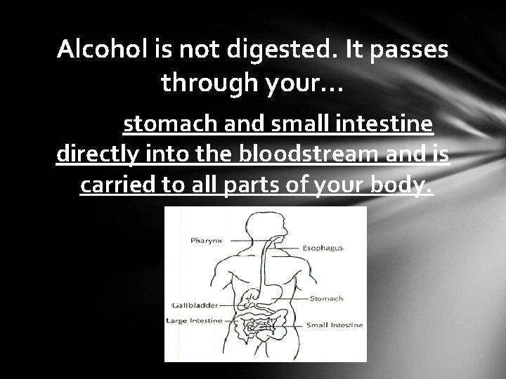 Alcohol is not digested. It passes through your… stomach and small intestine directly into
