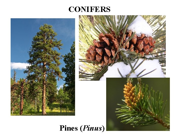 CONIFERS Pines (Pinus) 