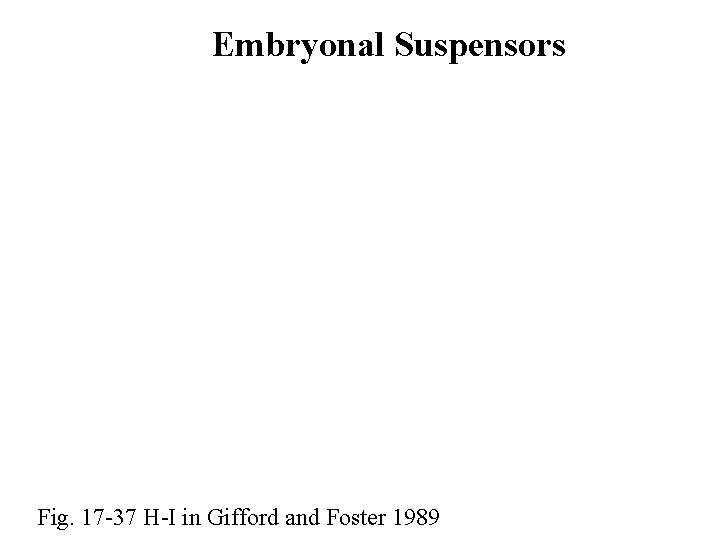 CONIFERS Pines Pinus Abies Fir Pseudotsuga Douglas Fir