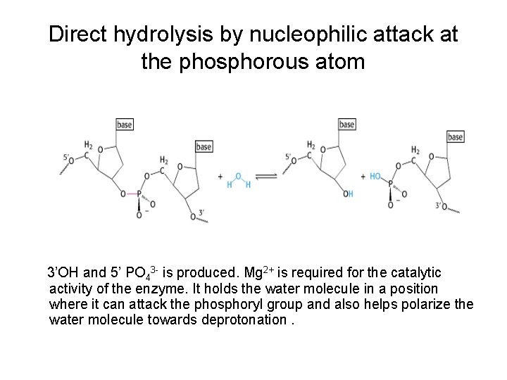 Direct hydrolysis by nucleophilic attack at the phosphorous atom 3’OH and 5’ PO 43