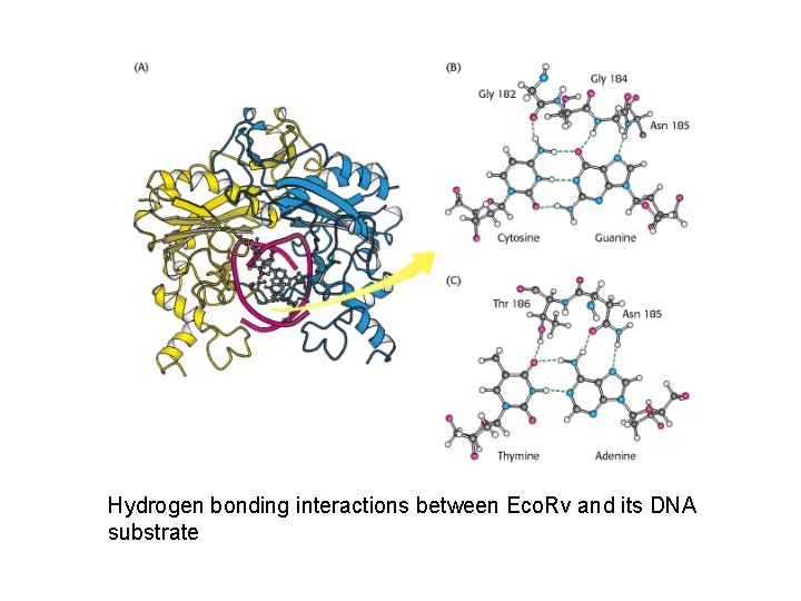 Hydrogen bonding interactions between Eco. Rv and its DNA substrate 