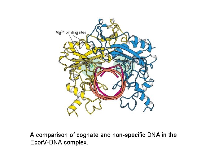 A comparison of cognate and non-specific DNA in the Ecor. V-DNA complex. 