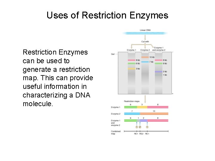 Uses of Restriction Enzymes can be used to generate a restriction map. This can