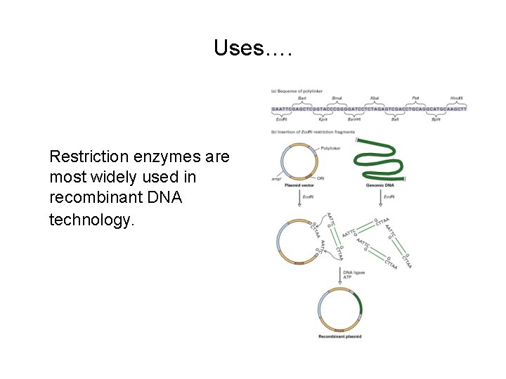 Uses…. Restriction enzymes are most widely used in recombinant DNA technology. 