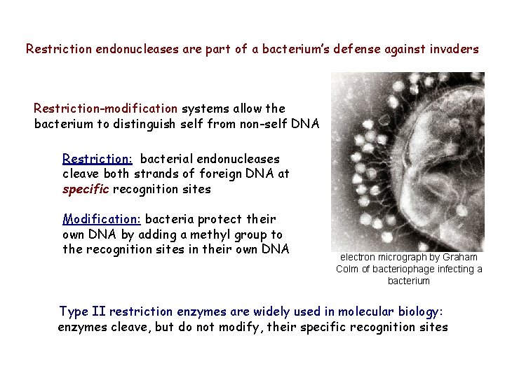 Restriction endonucleases are part of a bacterium’s defense against invaders Restriction-modification systems allow the