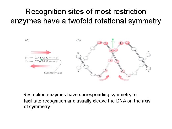 Recognition sites of most restriction enzymes have a twofold rotational symmetry Restriction enzymes have