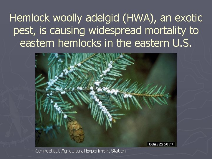 Hemlock woolly adelgid (HWA), an exotic pest, is causing widespread mortality to eastern hemlocks