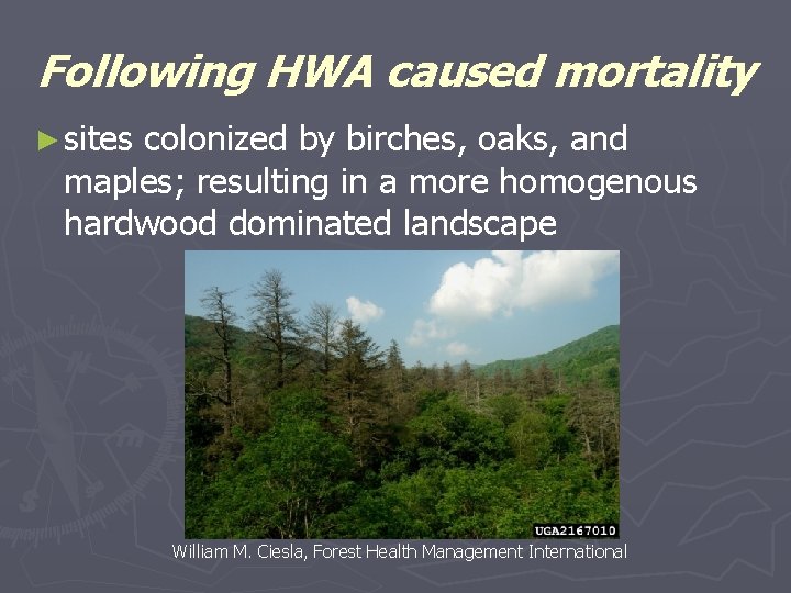 Following HWA caused mortality ► sites colonized by birches, oaks, and maples; resulting in