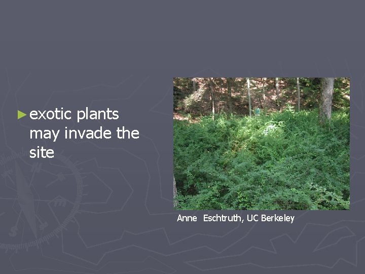 ► exotic plants may invade the site Anne Eschtruth, UC Berkeley 