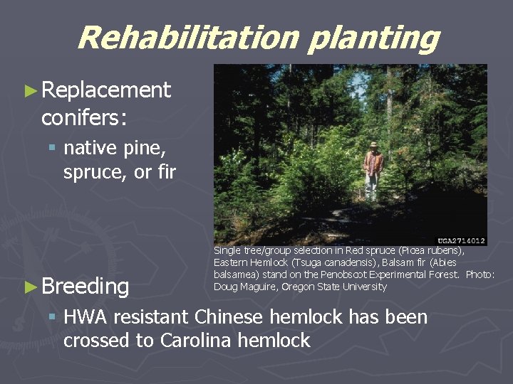 Rehabilitation planting ► Replacement conifers: § native pine, spruce, or fir ► Breeding Single