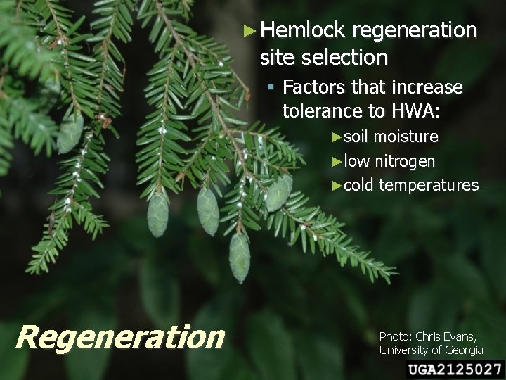 ► Hemlock regeneration site selection § Factors that increase tolerance to HWA: ►soil moisture