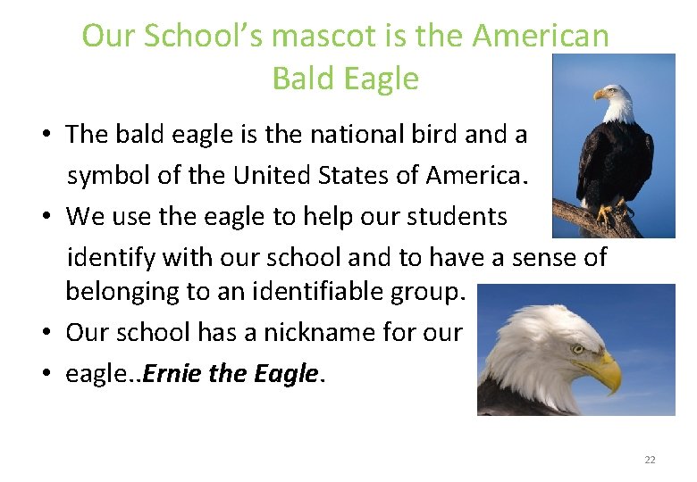 Our School’s mascot is the American Bald Eagle • The bald eagle is the