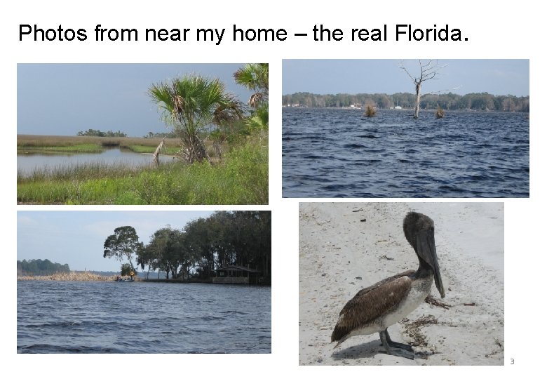 Photos from near my home – the real Florida. 3 