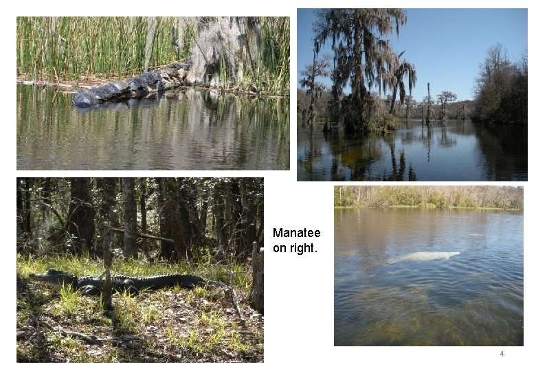 Manatee on right. 4 