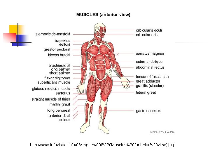 http: //www. infovisual. info/03/img_en/008%20 Muscles%20(anterior%20 view). jpg 