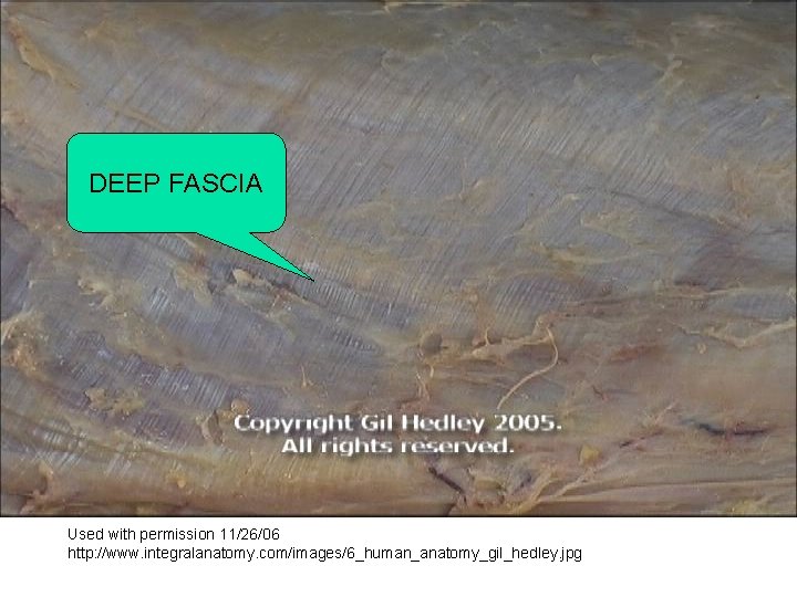 DEEP FASCIA Used with permission 11/26/06 http: //www. integralanatomy. com/images/6_human_anatomy_gil_hedley. jpg 
