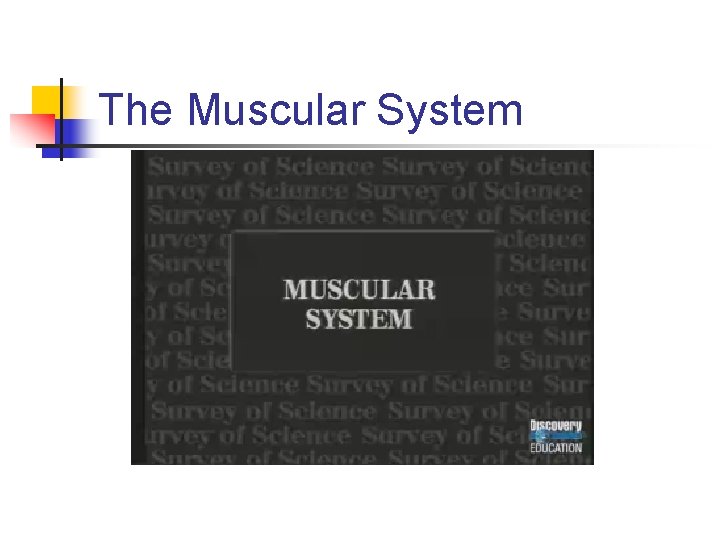 The Muscular System 