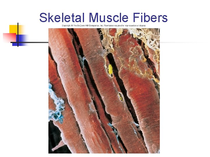 Skeletal Muscle Fibers 