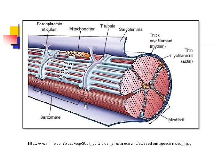 http: //www. mhhe. com/biosci/esp/2001_gbio/folder_structure/an/m 5/s 5/assets/images/anm 5 s 5_1. jpg 