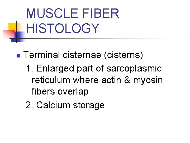 MUSCLE FIBER HISTOLOGY n Terminal cisternae (cisterns) 1. Enlarged part of sarcoplasmic reticulum where