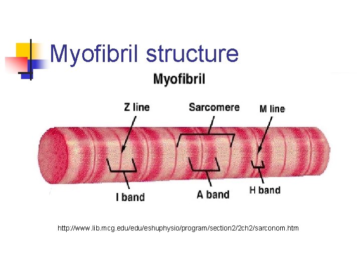 Myofibril structure http: //www. lib. mcg. edu/eshuphysio/program/section 2/2 ch 2/sarconom. htm 