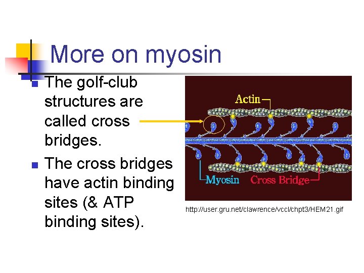 More on myosin n n The golf-club structures are called cross bridges. The cross