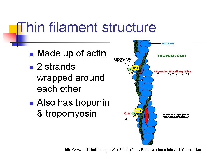 Thin filament structure n n n Made up of actin 2 strands wrapped around