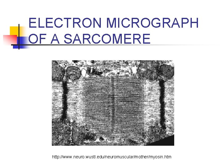 ELECTRON MICROGRAPH OF A SARCOMERE http: //www. neuro. wustl. edu/neuromuscular/mother/myosin. htm 