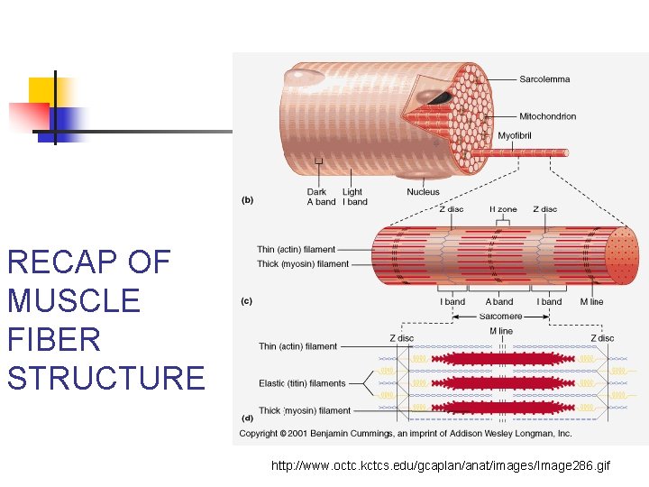 RECAP OF MUSCLE FIBER STRUCTURE http: //www. octc. kctcs. edu/gcaplan/anat/images/Image 286. gif 