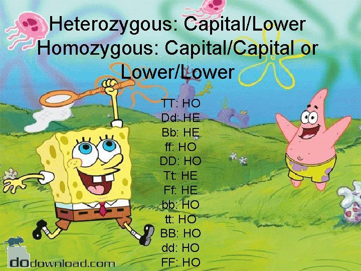 Heterozygous: Capital/Lower Homozygous: Capital/Capital or Lower/Lower TT: HO Dd: HE Bb: HE ff: HO