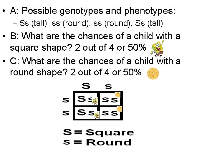  • A: Possible genotypes and phenotypes: – Ss (tall), ss (round), Ss (tall)