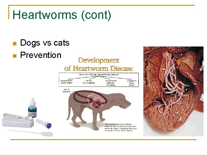 Heartworms (cont) n n Dogs vs cats Prevention 