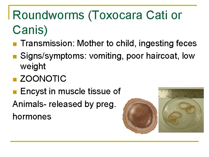 Roundworms (Toxocara Cati or Canis) Transmission: Mother to child, ingesting feces n Signs/symptoms: vomiting,
