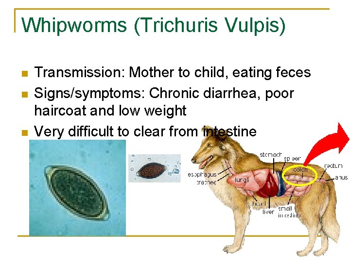 Whipworms (Trichuris Vulpis) n n n Transmission: Mother to child, eating feces Signs/symptoms: Chronic