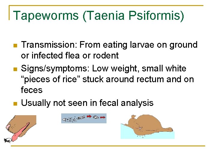 Tapeworms (Taenia Psiformis) n n n Transmission: From eating larvae on ground or infected