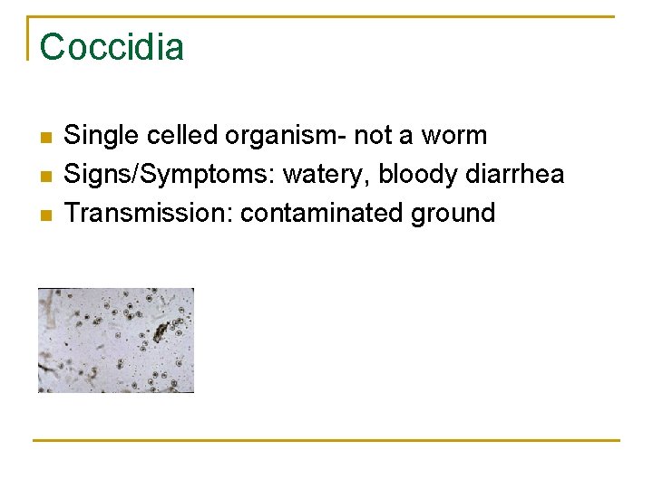 Coccidia n n n Single celled organism- not a worm Signs/Symptoms: watery, bloody diarrhea