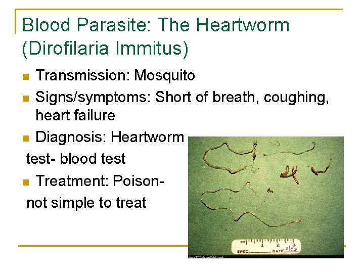 Blood Parasite: The Heartworm (Dirofilaria Immitus) Transmission: Mosquito n Signs/symptoms: Short of breath, coughing,